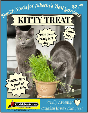 Kitty Treat Cat Grass